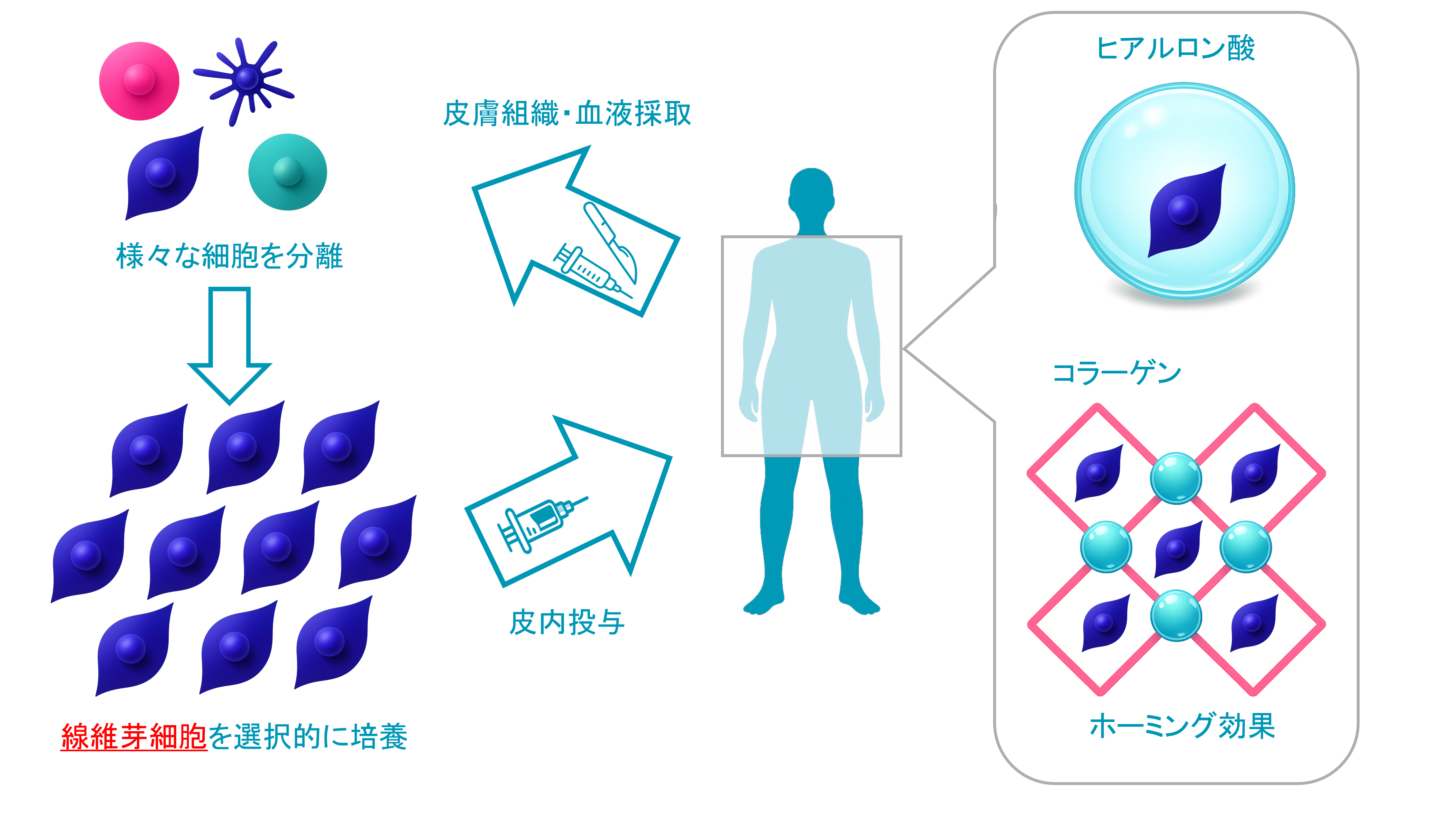 線維芽細胞療法 イラスト